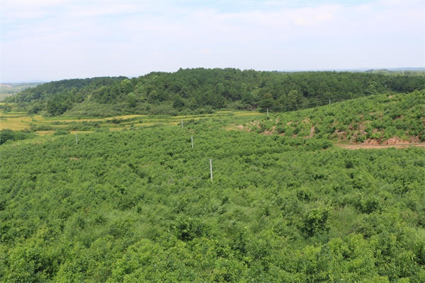 龙脑基地